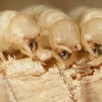 Termite-removal